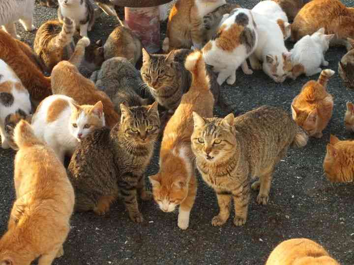 がるちゃん猫カフェ48号店 開店しました♪ (初めての方も大歓迎)