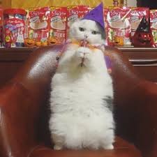 がるちゃん猫カフェ48号店 開店しました♪ (初めての方も大歓迎)