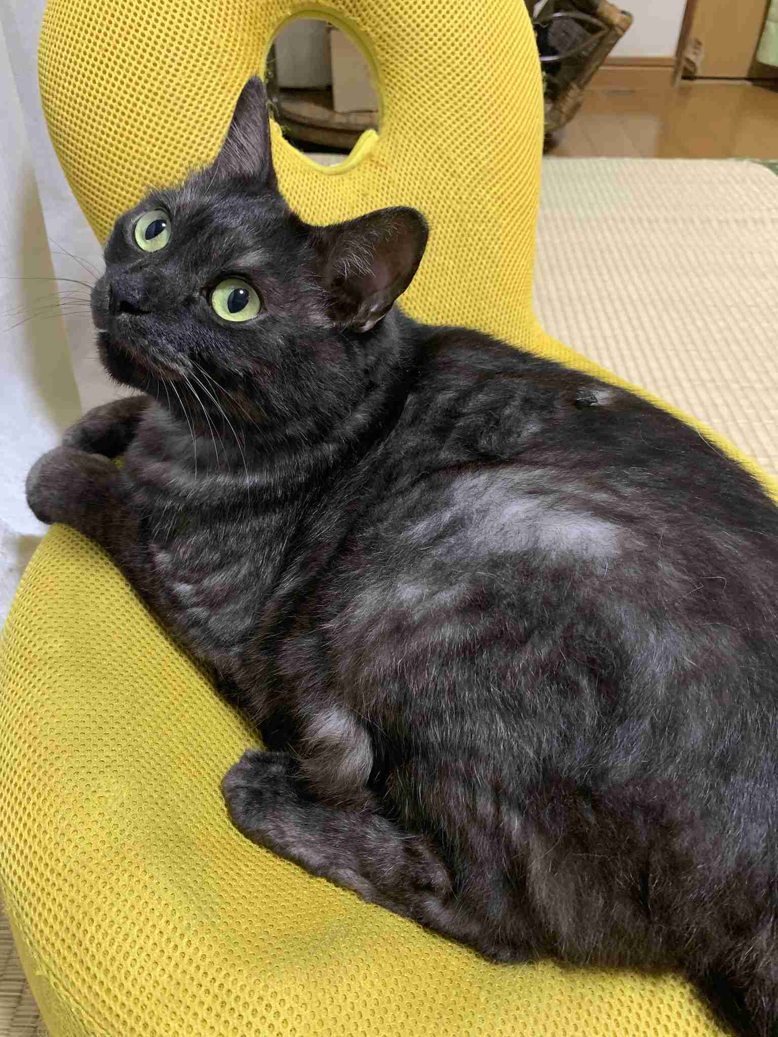 がるちゃん猫カフェ48号店 開店しました♪ (初めての方も大歓迎)