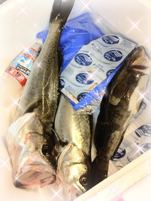 魚メインの献立を見せてほしい！