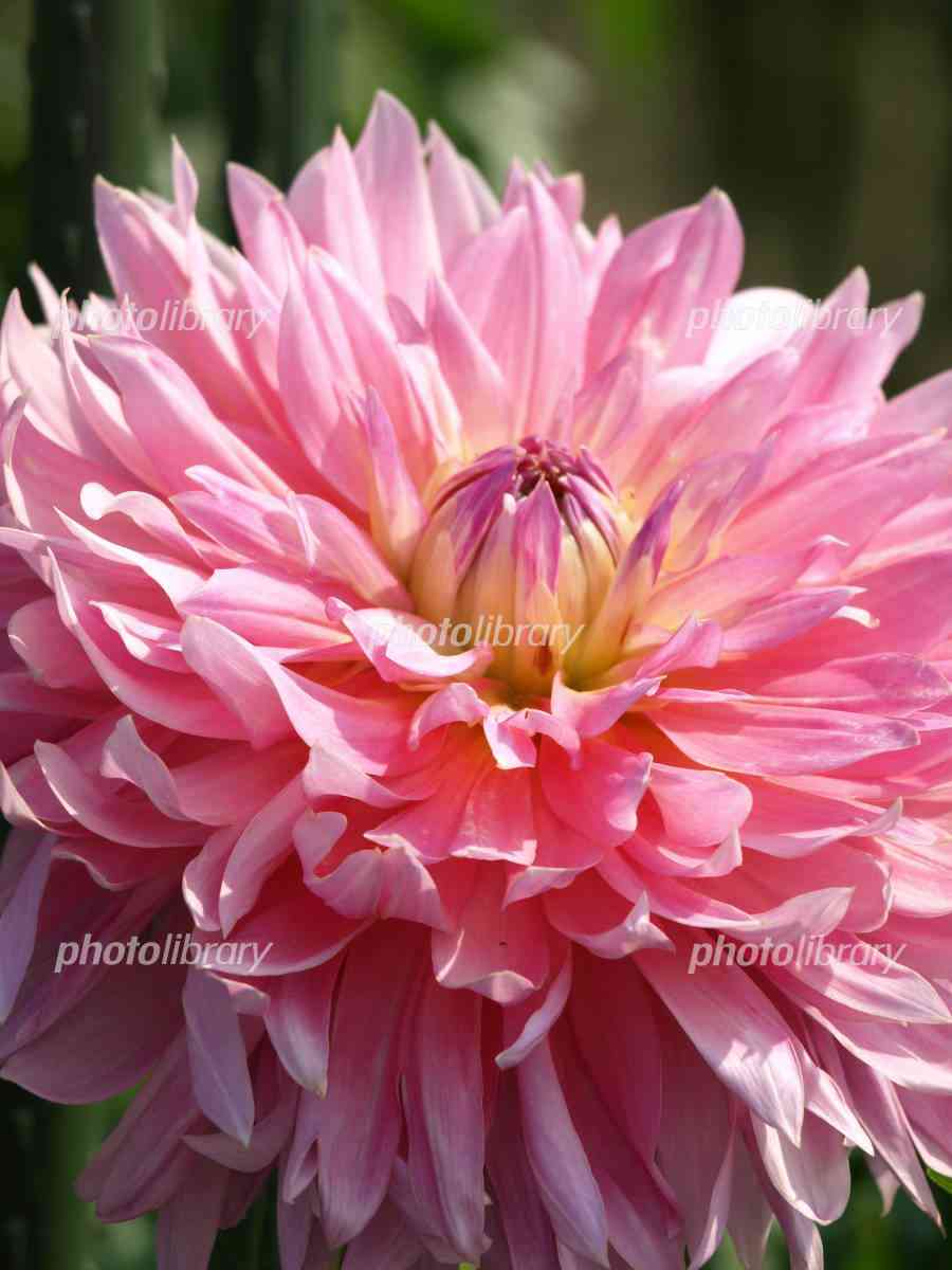 天皇・皇后両陛下、今春に訪英