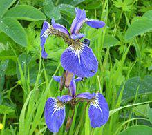 天皇・皇后両陛下、今春に訪英