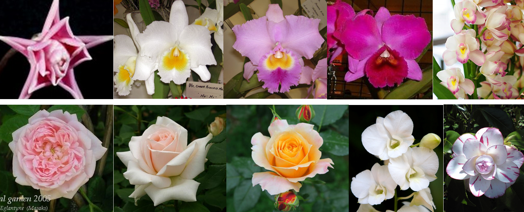 天皇・皇后両陛下、今春に訪英