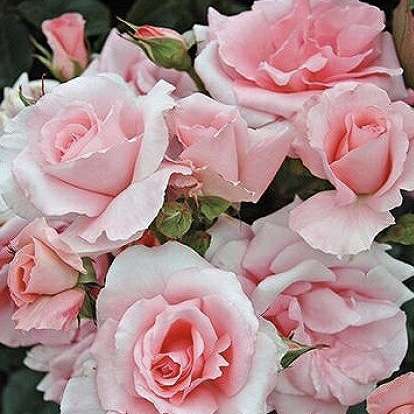 天皇・皇后両陛下、今春に訪英