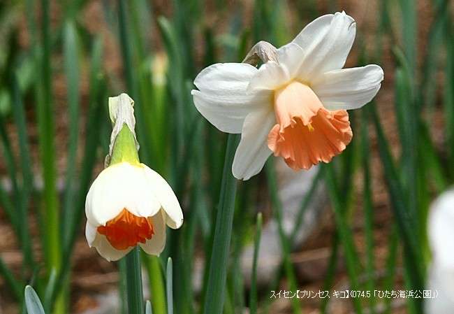 天皇・皇后両陛下、今春に訪英