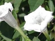 天皇・皇后両陛下、今春に訪英