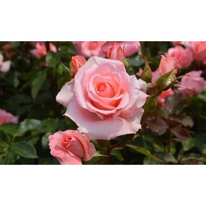 天皇・皇后両陛下、今春に訪英