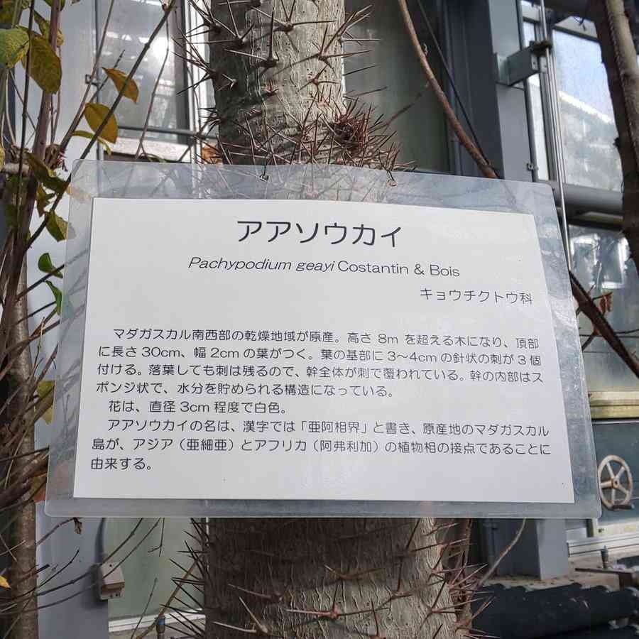 ベッキー、オリラジ藤森慎吾から“本気”アプローチの過去