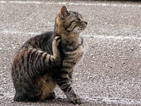【ネタ可】背中が痒い！！