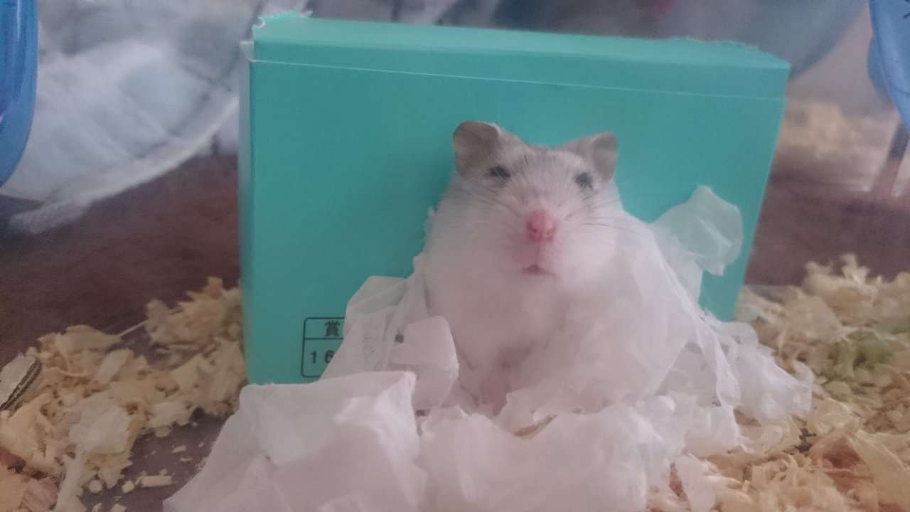 ハムスターが可愛すぎる