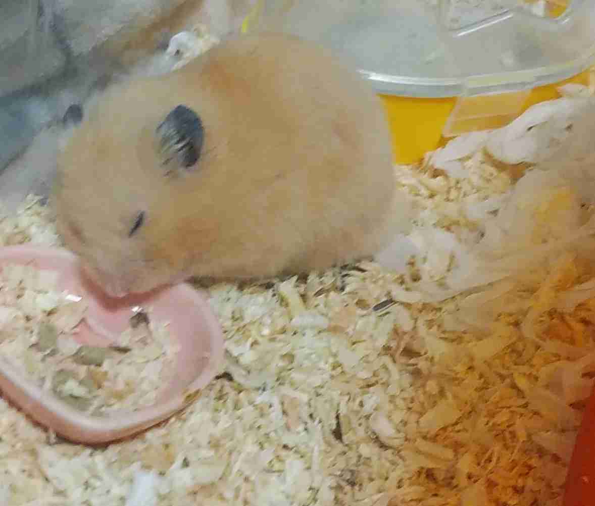 ハムスターが可愛すぎる