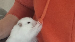 ハムスターが可愛すぎる