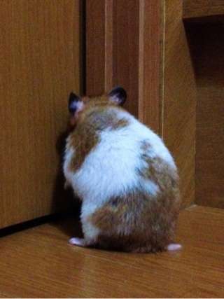 ハムスターが可愛すぎる