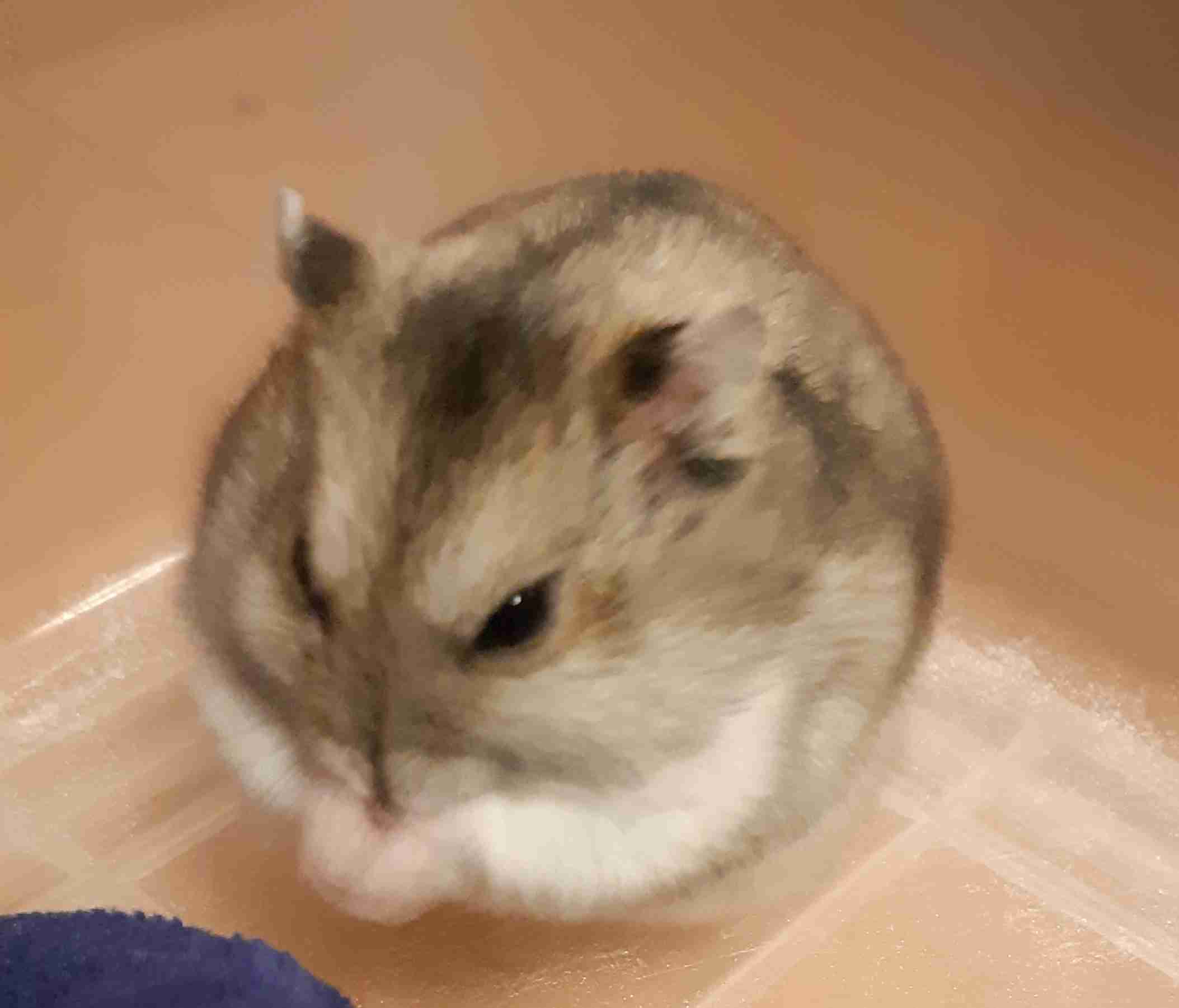 ハムスターが可愛すぎる