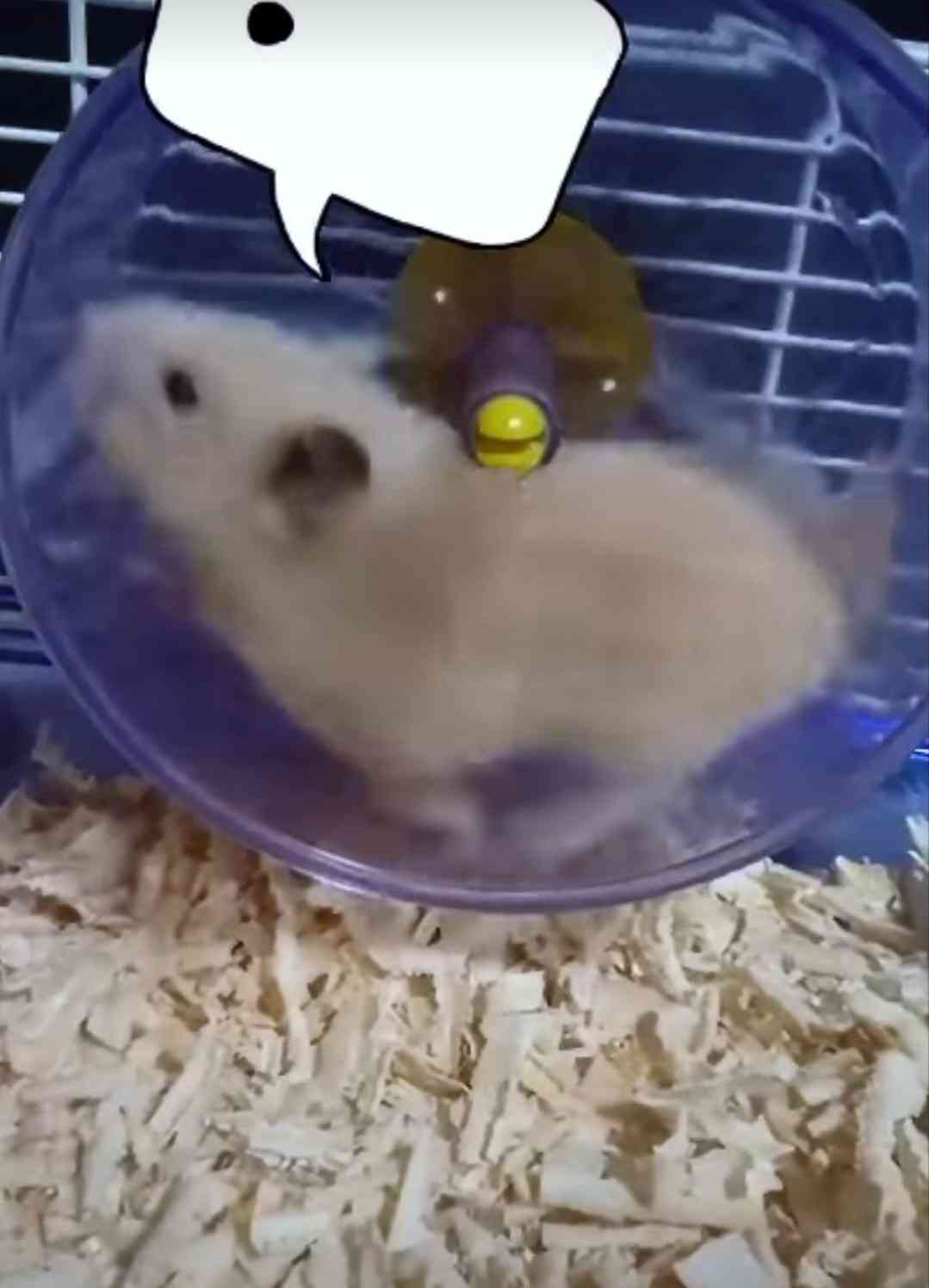 ハムスターが可愛すぎる