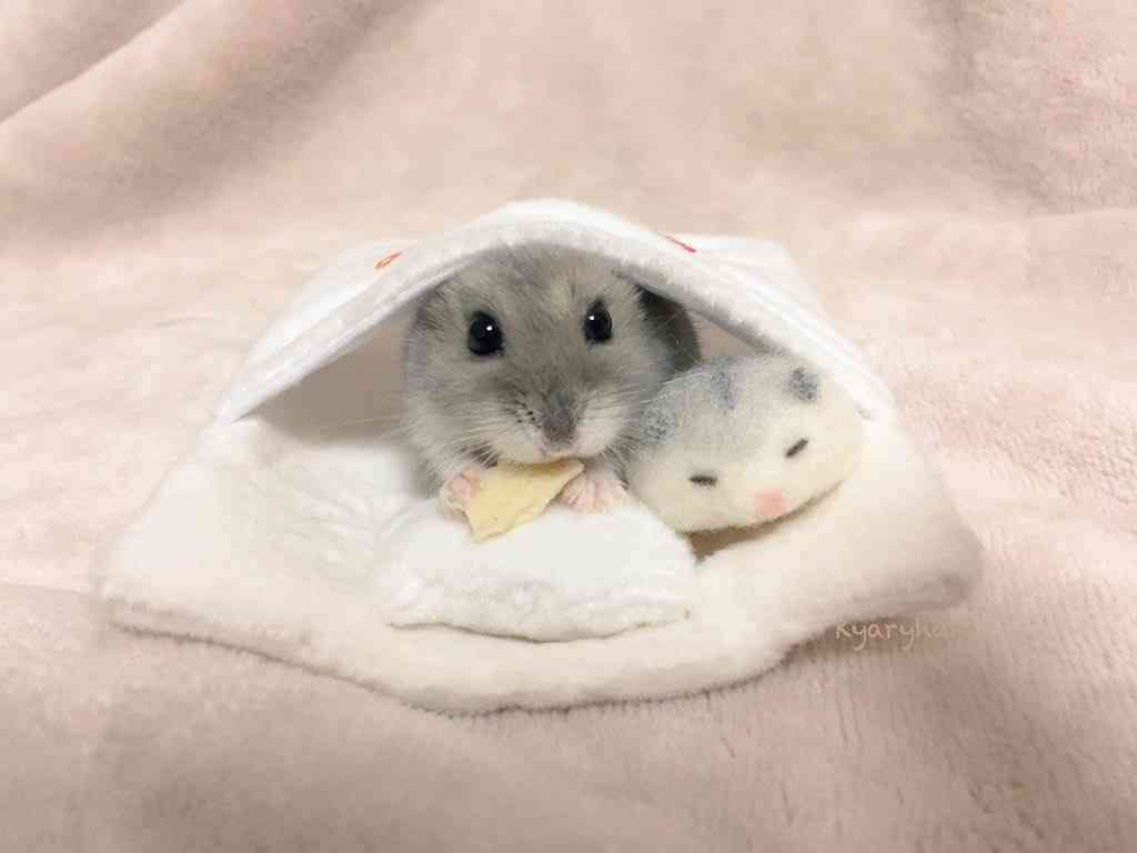 ハムスターが可愛すぎる