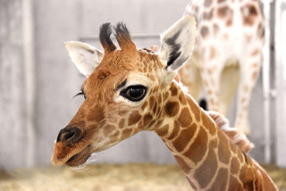 上野動物園、37年ぶりにキリンの赤ちゃん誕生