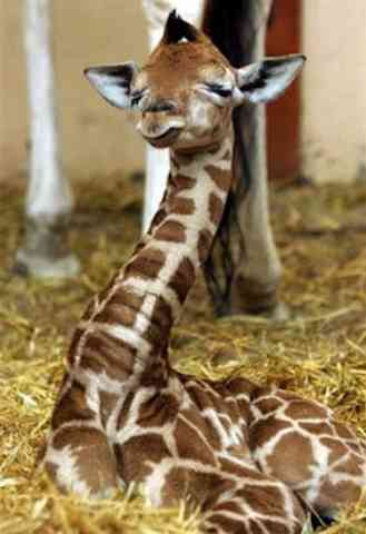 上野動物園、37年ぶりにキリンの赤ちゃん誕生