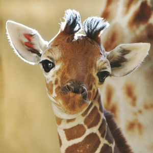上野動物園、37年ぶりにキリンの赤ちゃん誕生