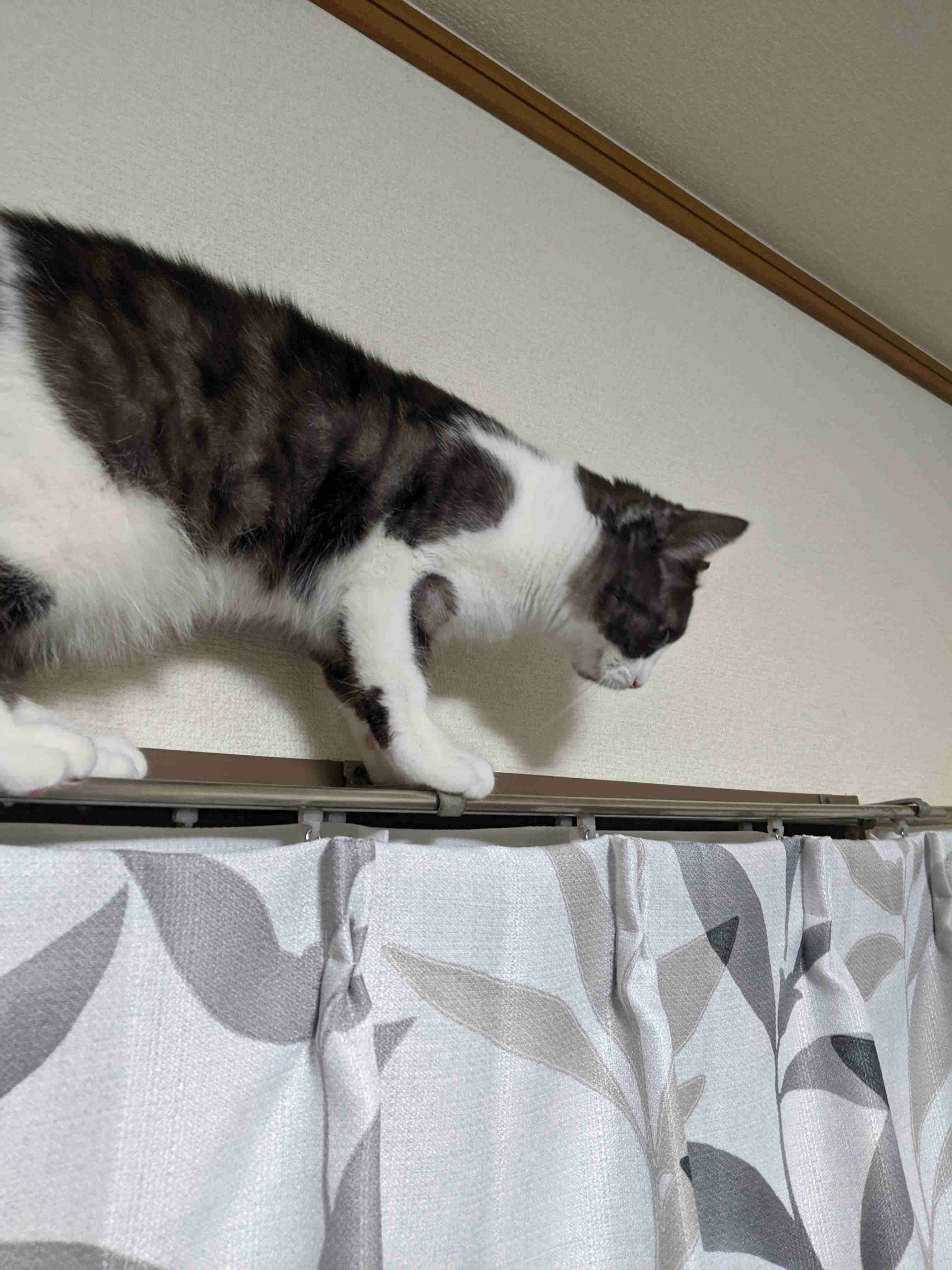 身バレしない程度にお宅のカーテン見せて下さいませんか?