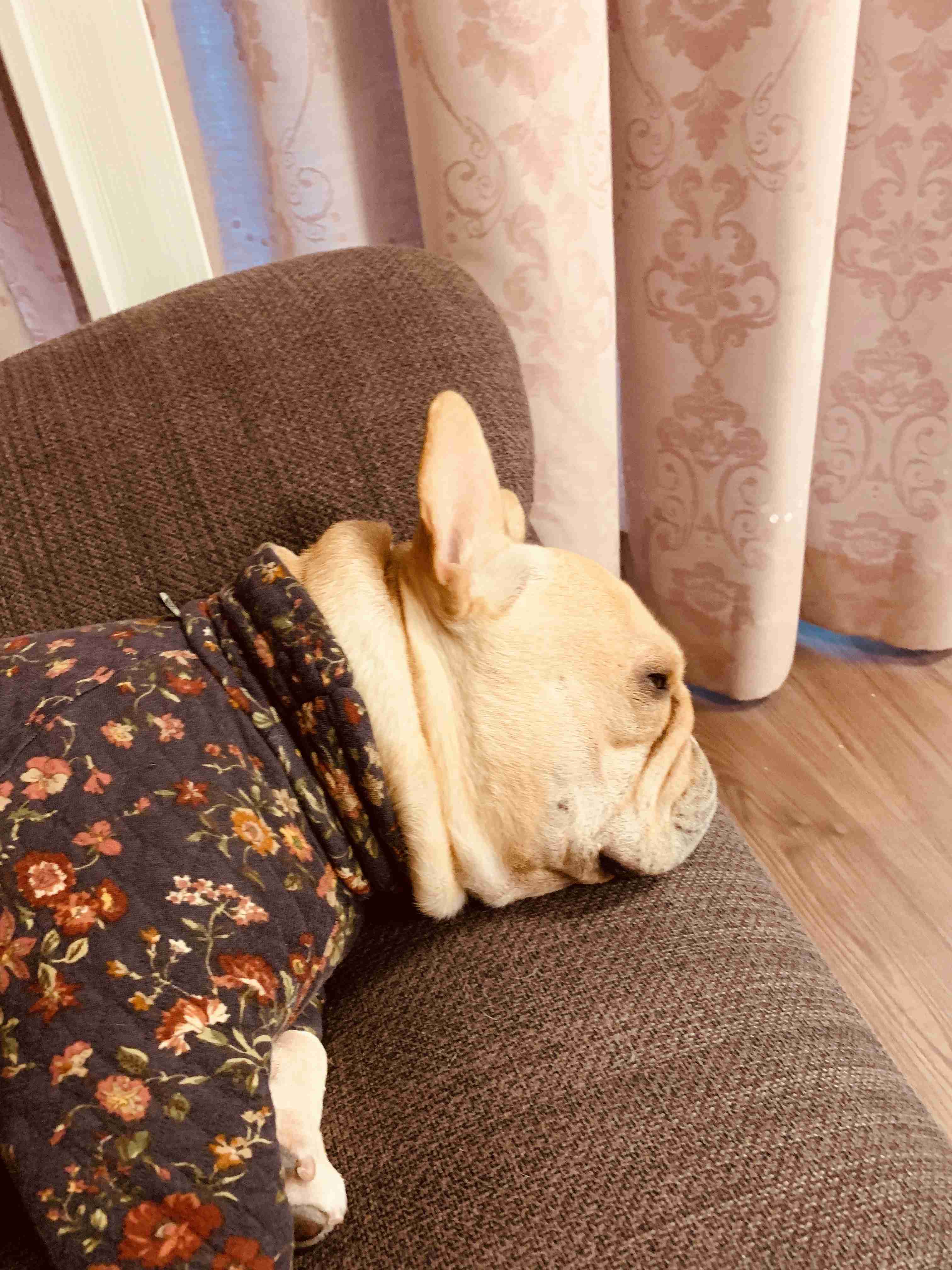 身バレしない程度にお宅のカーテン見せて下さいませんか?