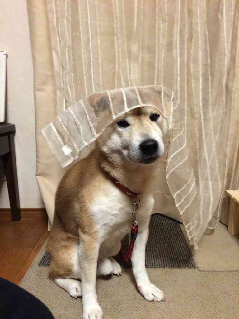 身バレしない程度にお宅のカーテン見せて下さいませんか?