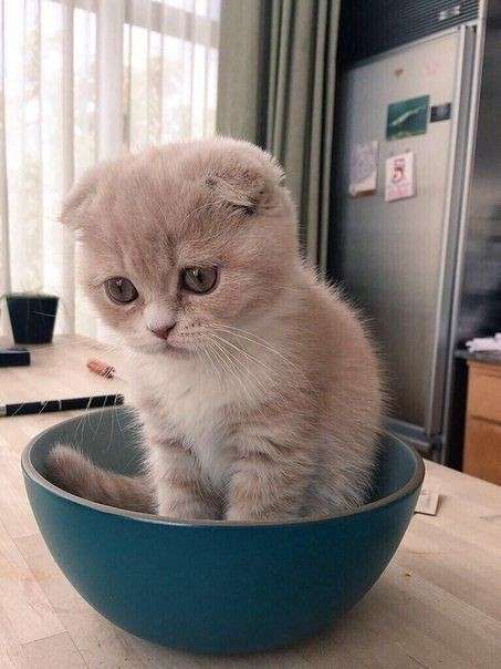 結局一番かわいい猫種ランキング　3位「マンチカン」2位「アメショ」　1位は…