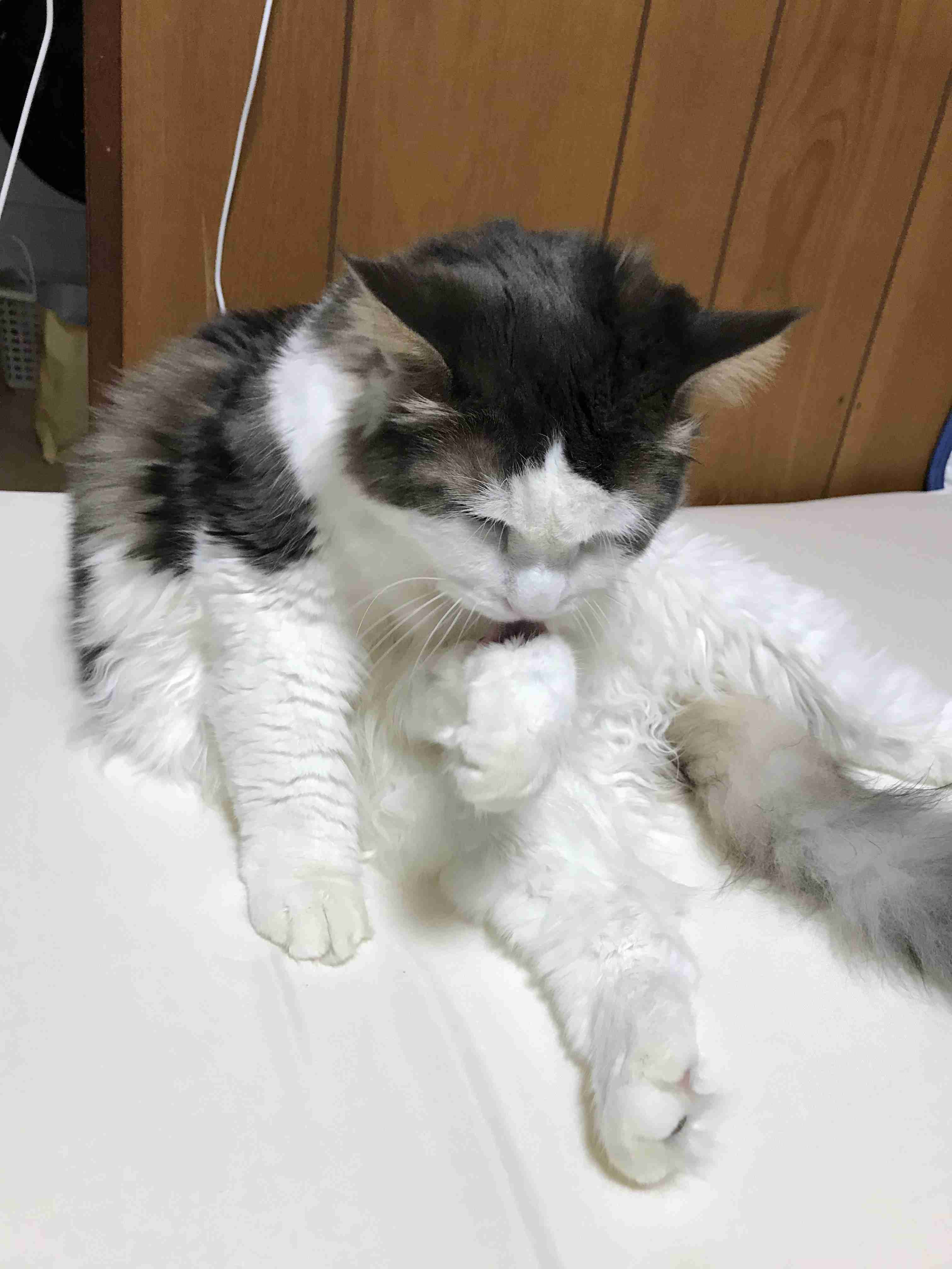 結局一番かわいい猫種ランキング　3位「マンチカン」2位「アメショ」　1位は…