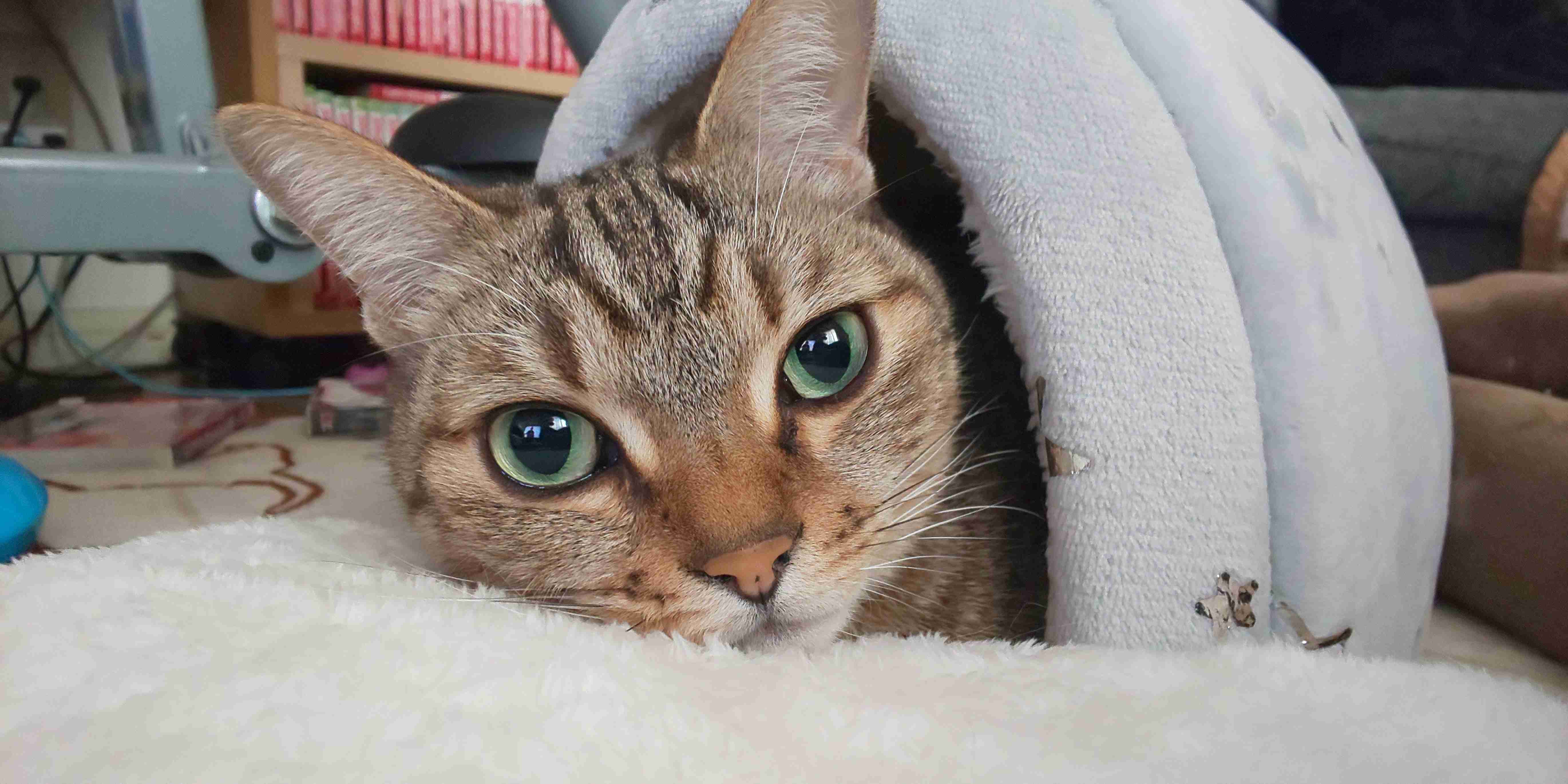 結局一番かわいい猫種ランキング　3位「マンチカン」2位「アメショ」　1位は…