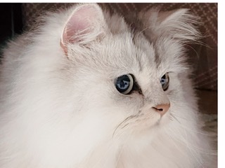 結局一番かわいい猫種ランキング　3位「マンチカン」2位「アメショ」　1位は…