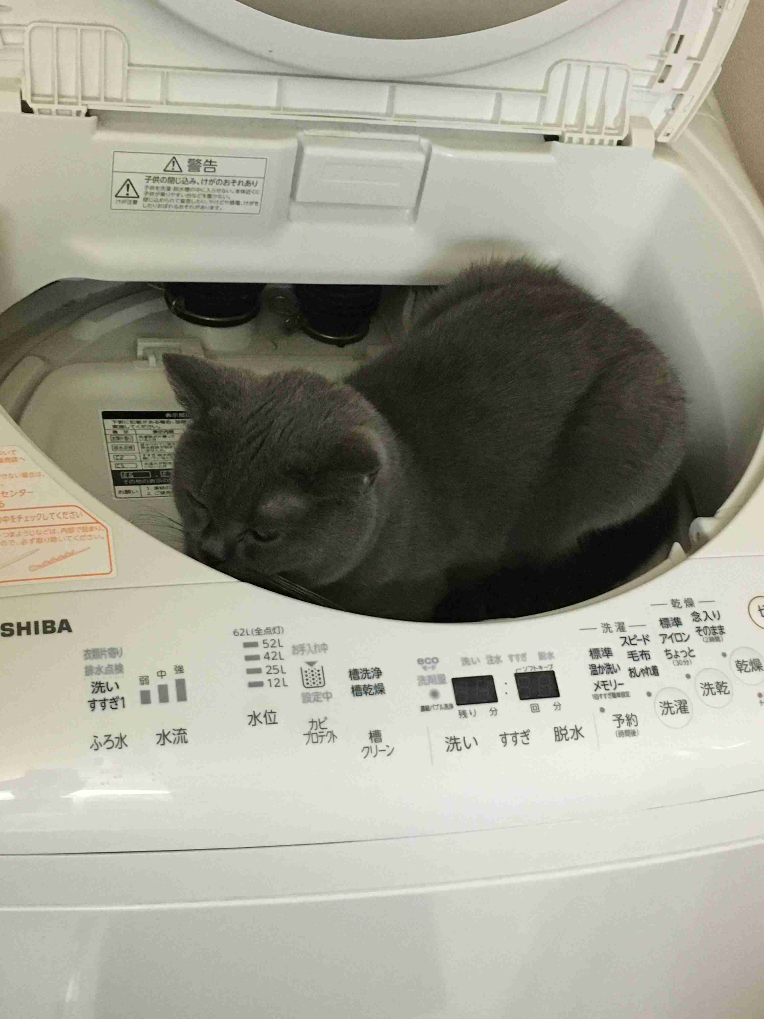 結局一番かわいい猫種ランキング　3位「マンチカン」2位「アメショ」　1位は…
