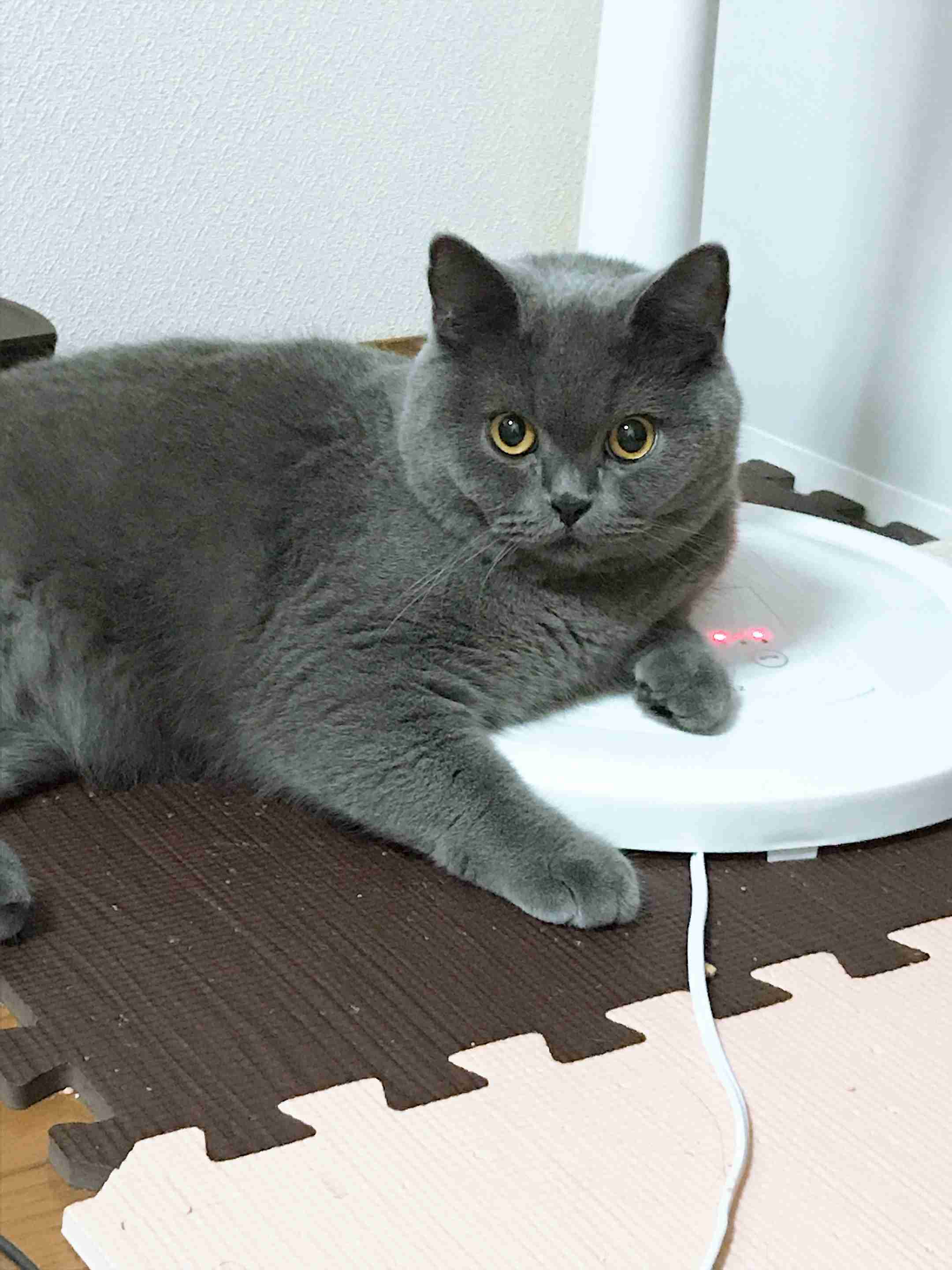 結局一番かわいい猫種ランキング　3位「マンチカン」2位「アメショ」　1位は…