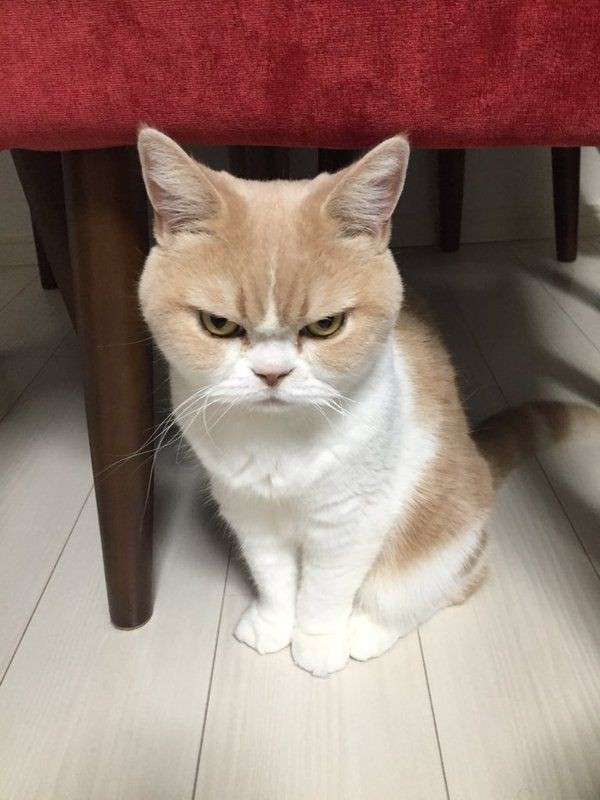 結局一番かわいい猫種ランキング　3位「マンチカン」2位「アメショ」　1位は…
