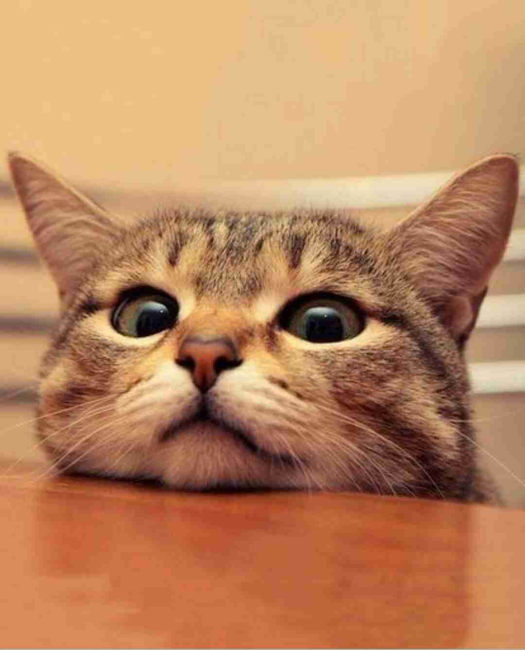 結局一番かわいい猫種ランキング　3位「マンチカン」2位「アメショ」　1位は…
