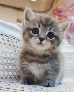 結局一番かわいい猫種ランキング　3位「マンチカン」2位「アメショ」　1位は…
