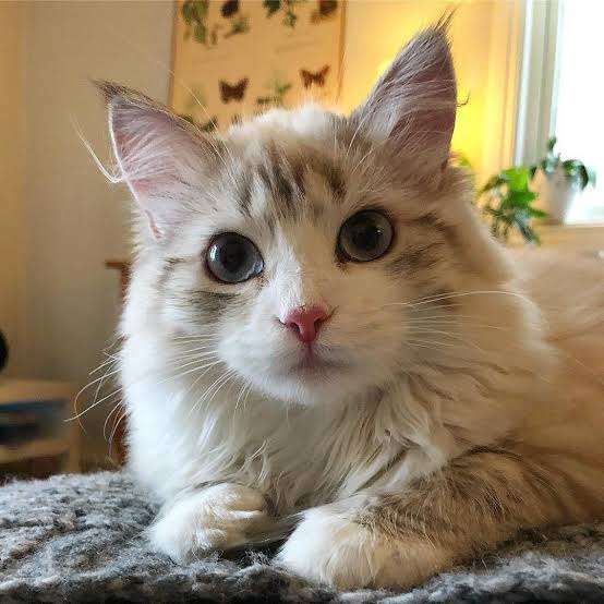 結局一番かわいい猫種ランキング　3位「マンチカン」2位「アメショ」　1位は…