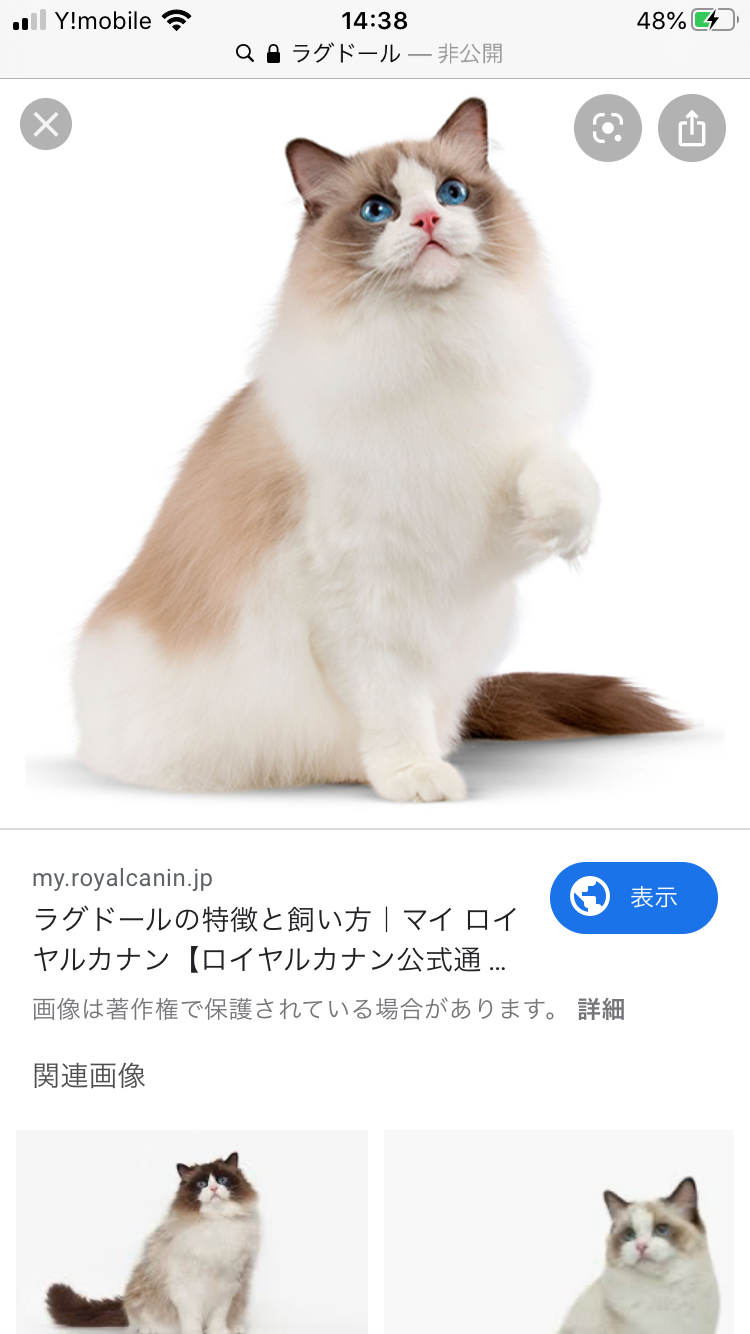 結局一番かわいい猫種ランキング　3位「マンチカン」2位「アメショ」　1位は…