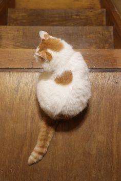 結局一番かわいい猫種ランキング　3位「マンチカン」2位「アメショ」　1位は…