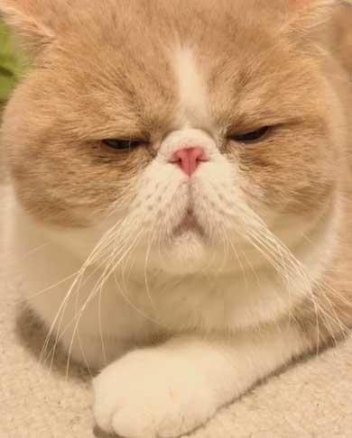 結局一番かわいい猫種ランキング　3位「マンチカン」2位「アメショ」　1位は…