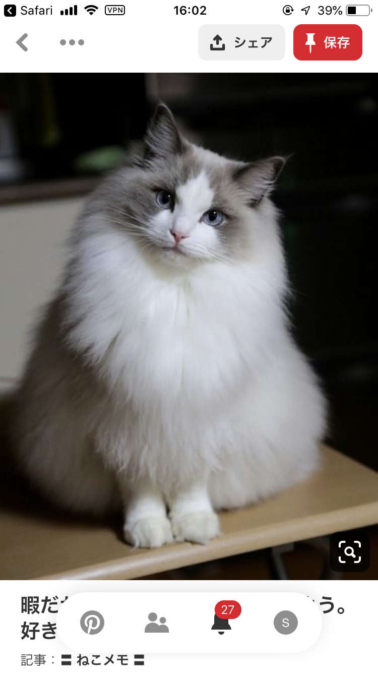 結局一番かわいい猫種ランキング　3位「マンチカン」2位「アメショ」　1位は…