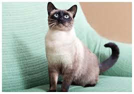 結局一番かわいい猫種ランキング　3位「マンチカン」2位「アメショ」　1位は…