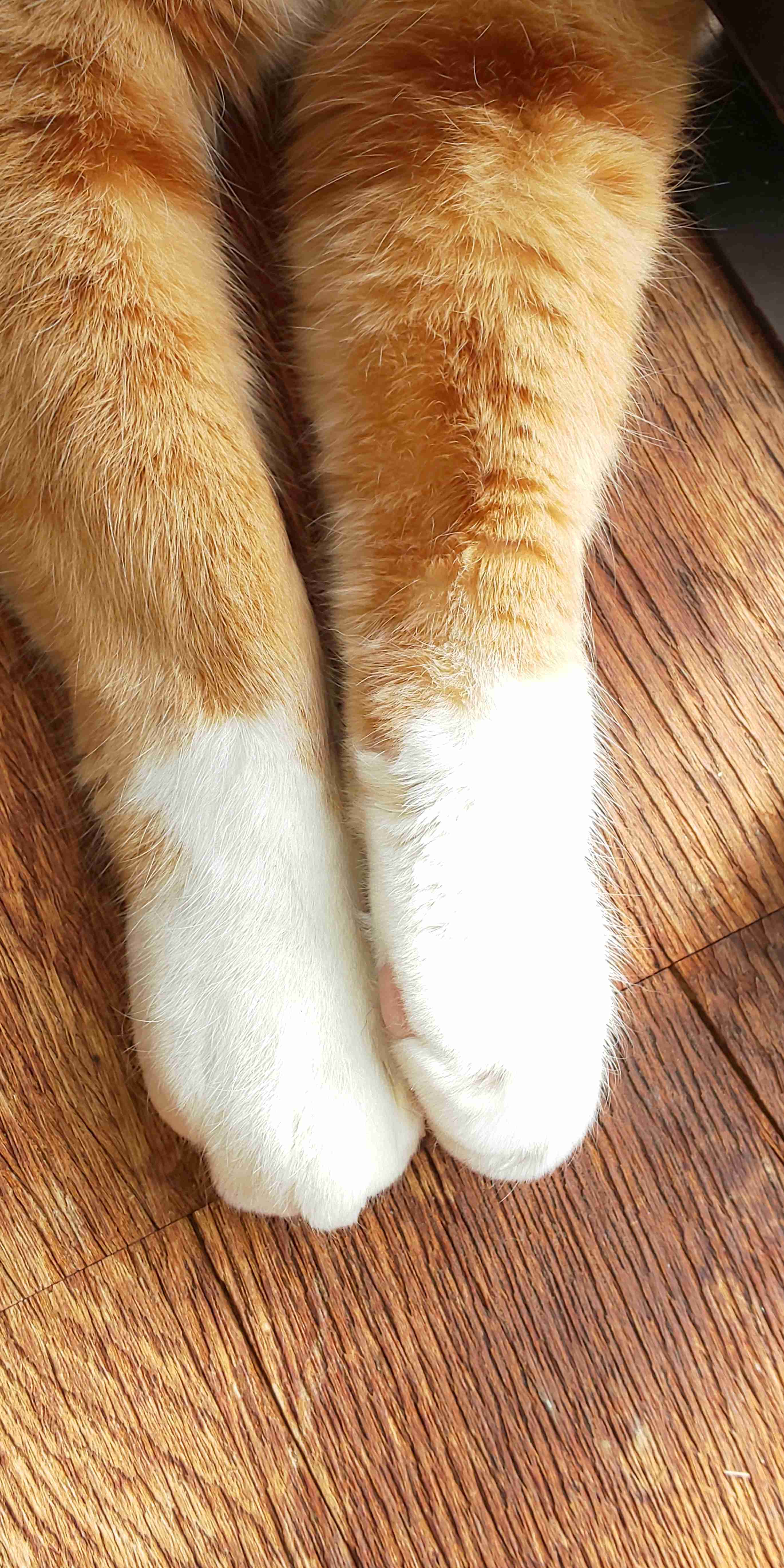 結局一番かわいい猫種ランキング　3位「マンチカン」2位「アメショ」　1位は…
