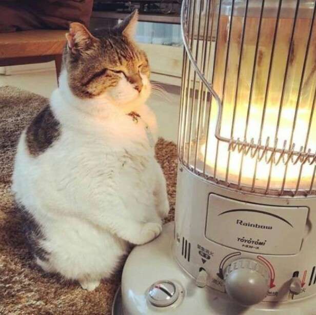 結局一番かわいい猫種ランキング　3位「マンチカン」2位「アメショ」　1位は…