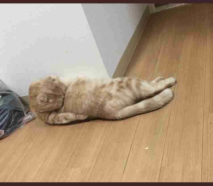 結局一番かわいい猫種ランキング　3位「マンチカン」2位「アメショ」　1位は…