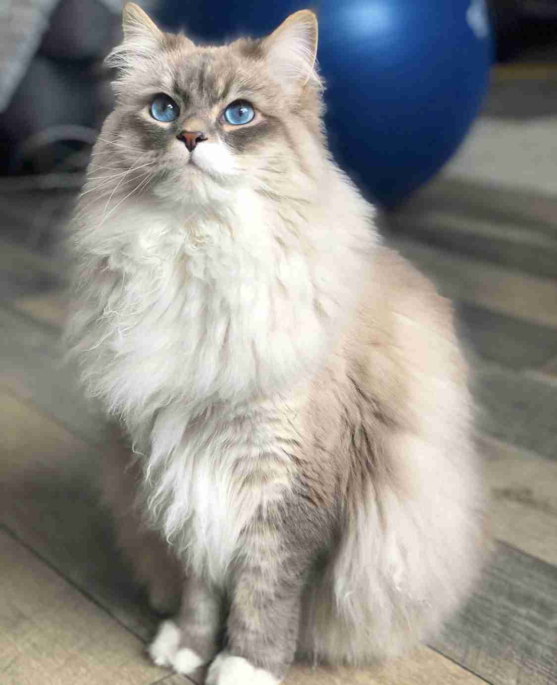 結局一番かわいい猫種ランキング　3位「マンチカン」2位「アメショ」　1位は…