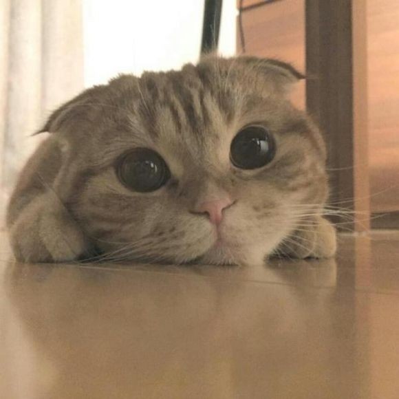 結局一番かわいい猫種ランキング　3位「マンチカン」2位「アメショ」　1位は…