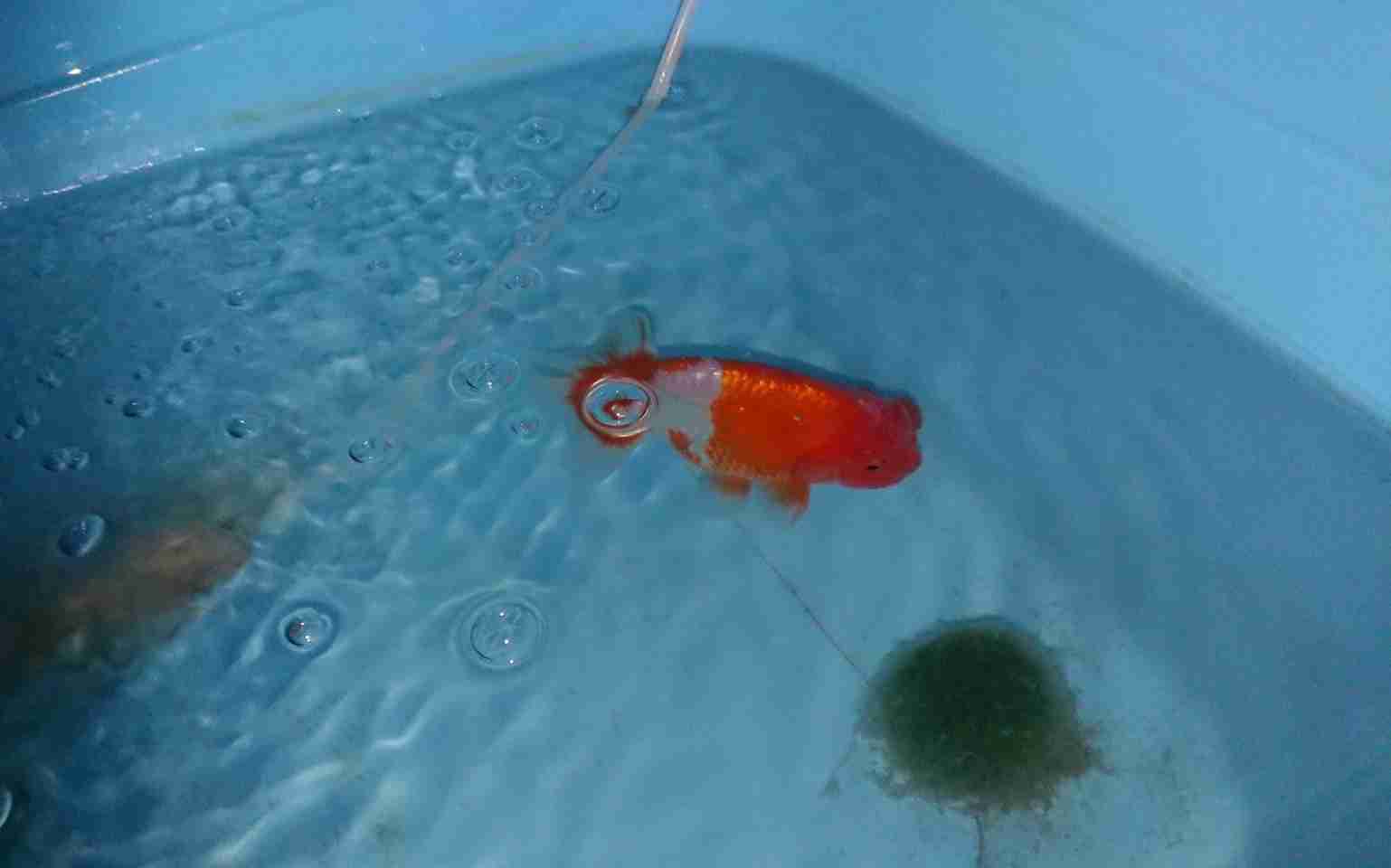 《身バレしない程度に》お宅の愛魚さん見せて下さい。