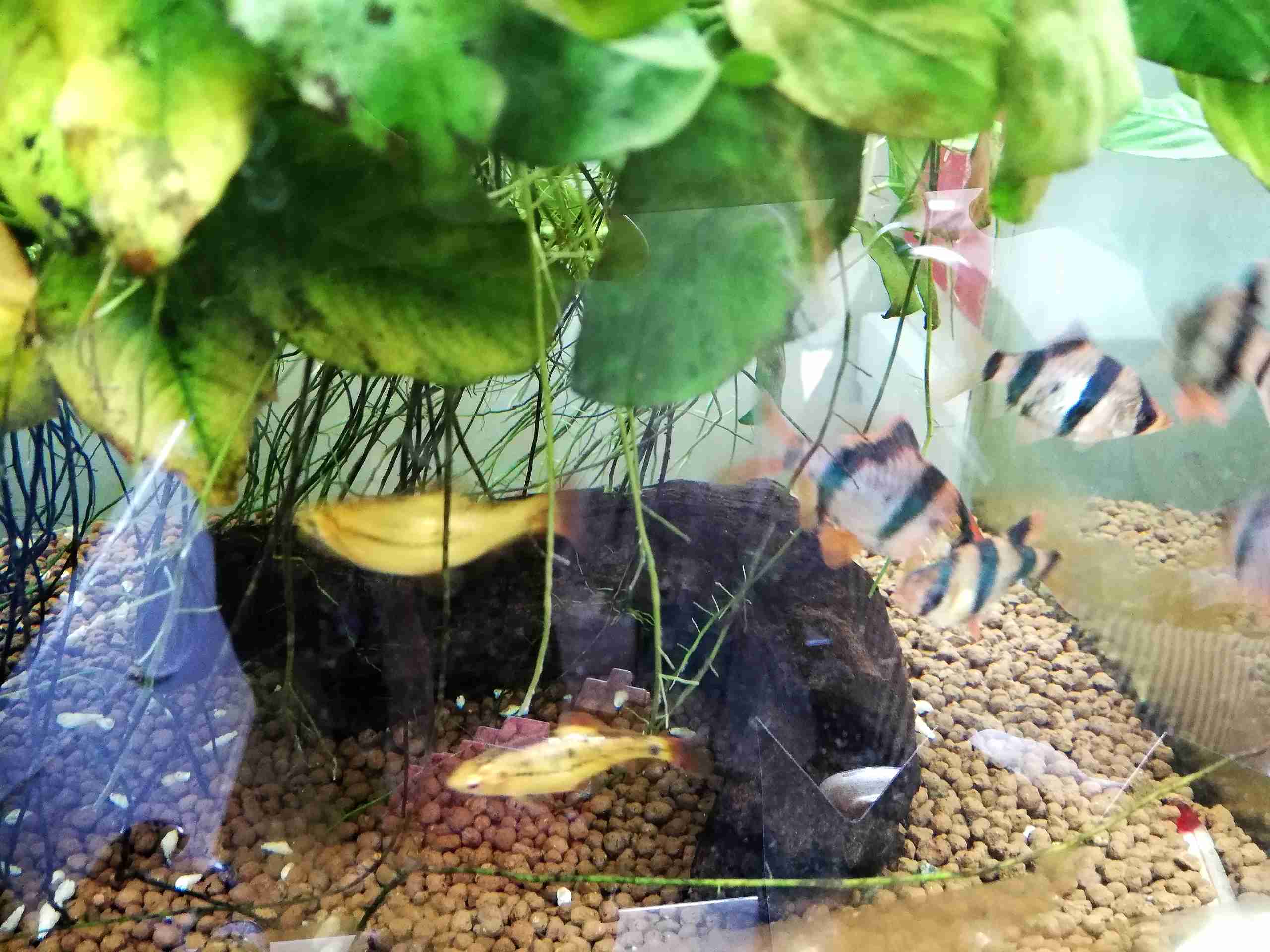 《身バレしない程度に》お宅の愛魚さん見せて下さい。