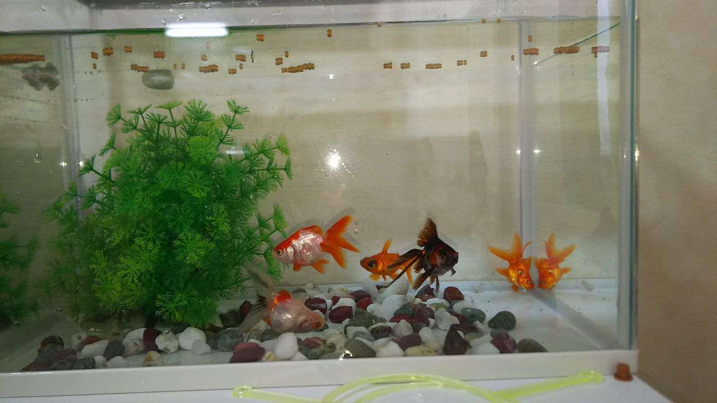 《身バレしない程度に》お宅の愛魚さん見せて下さい。