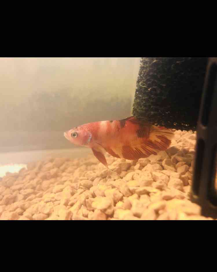 《身バレしない程度に》お宅の愛魚さん見せて下さい。